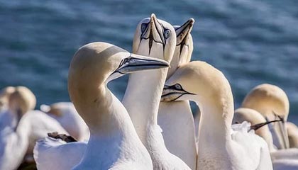 开云体育平台-除了本赛季，德甲史上还有多少次半程冠军“迟到”？