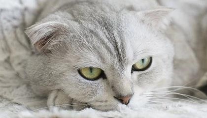 开云体育平台-除了本赛季，德甲史上还有多少次半程冠军“迟到”？